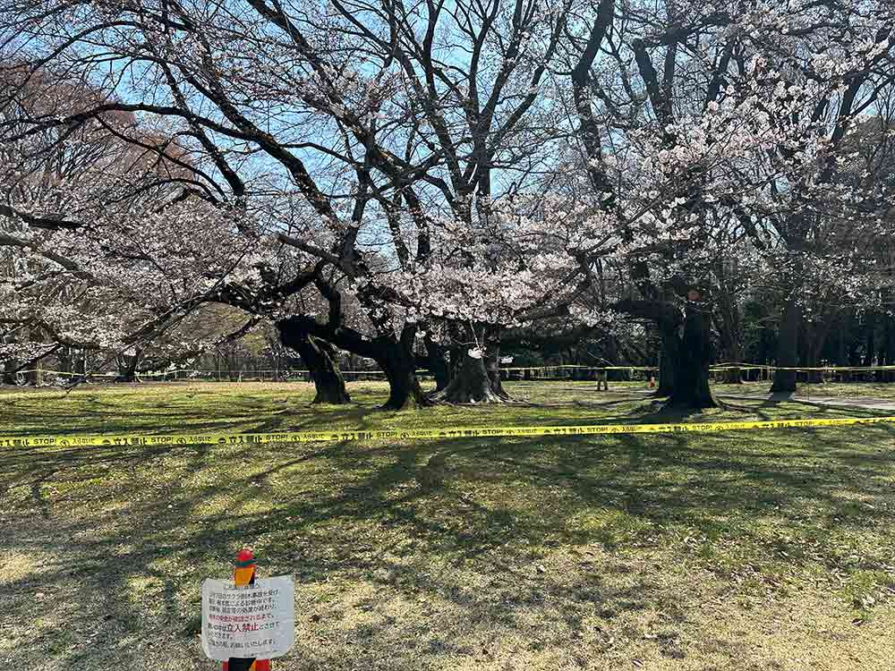 砧公園の桜