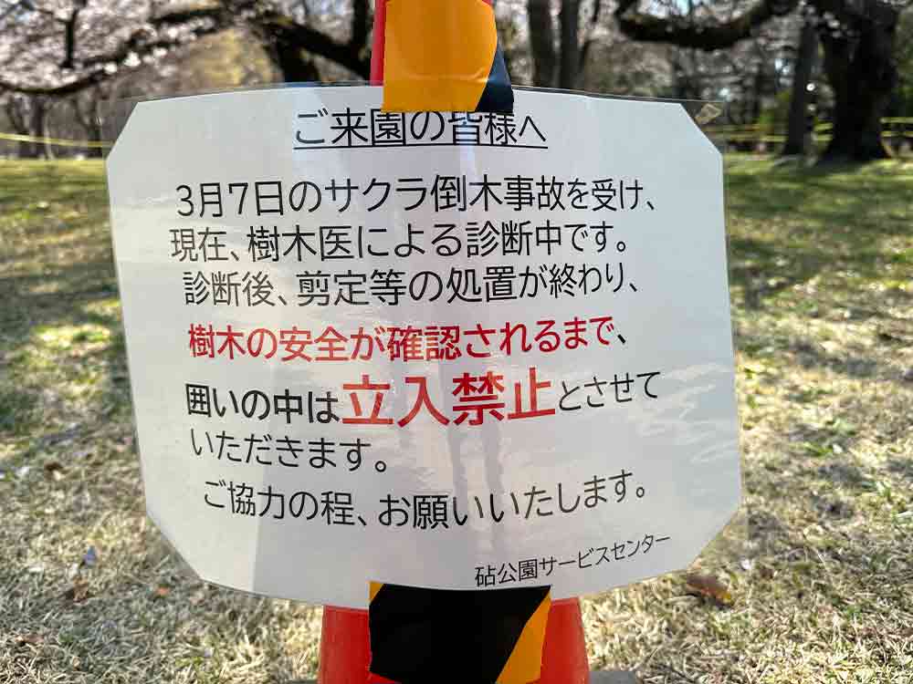 砧公園の桜の案内
