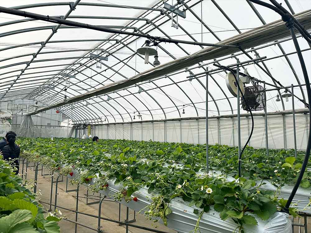 いちご熟のビニールハウス