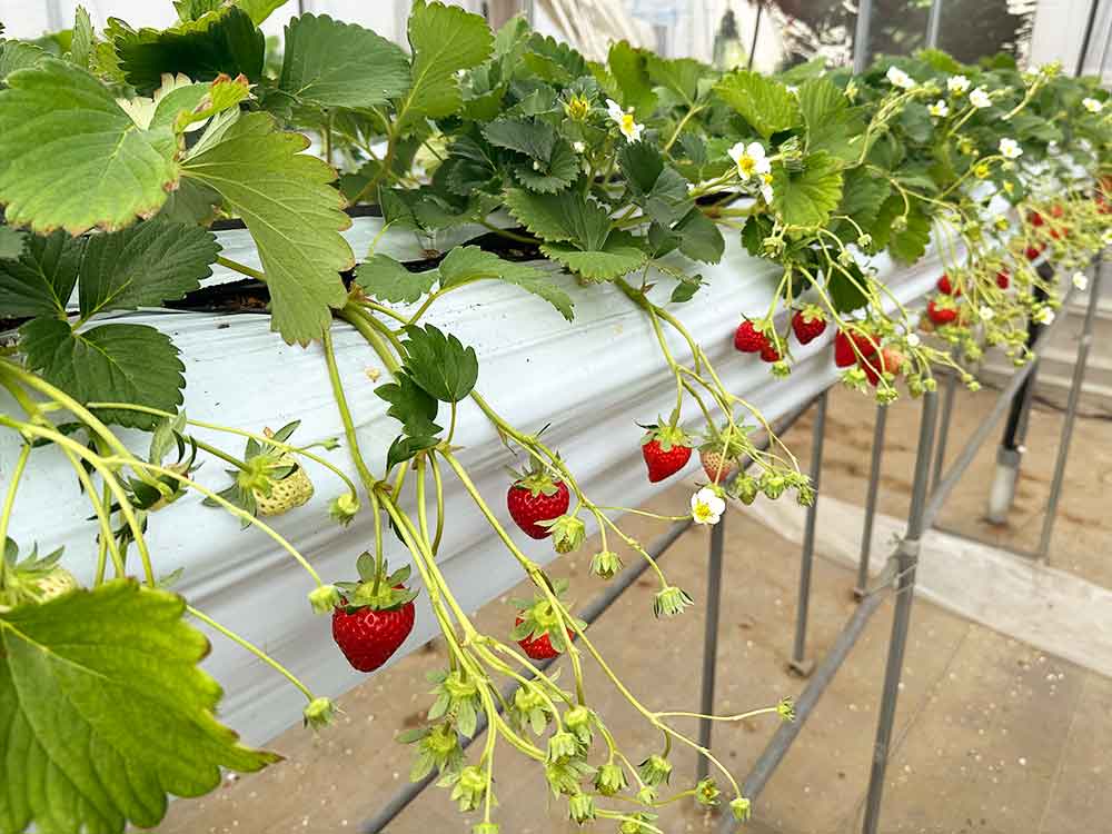 いちご熟のビニールハウス