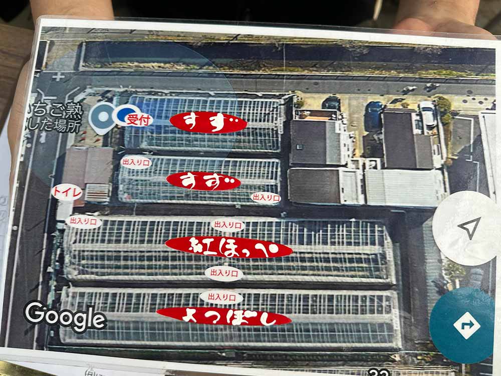 いちご熟の品種