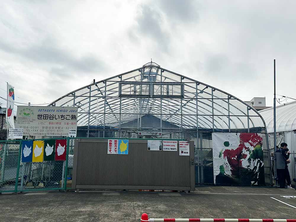 いちご熟の外観