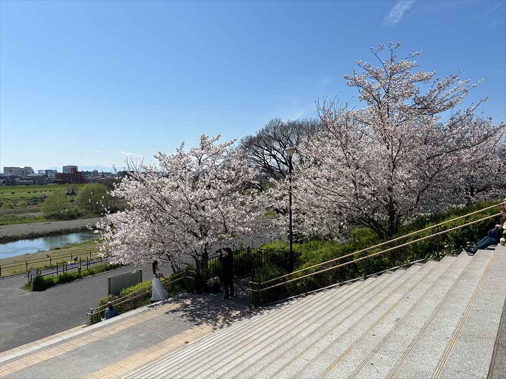 二子玉川公園の桜-