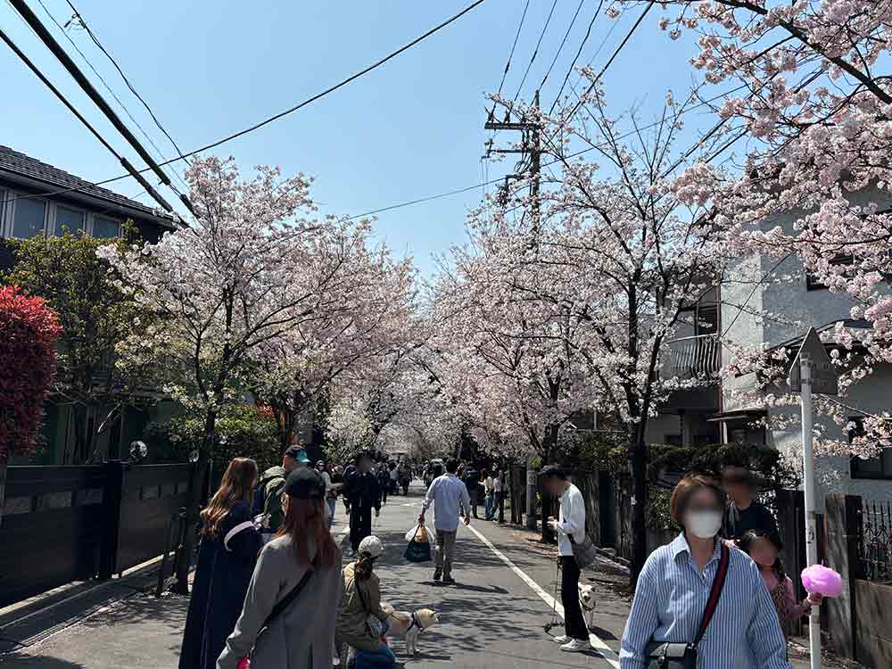 桜祭りの並木