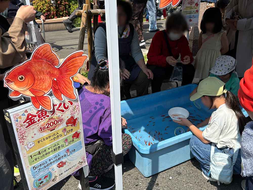 桜祭りの金魚すくい