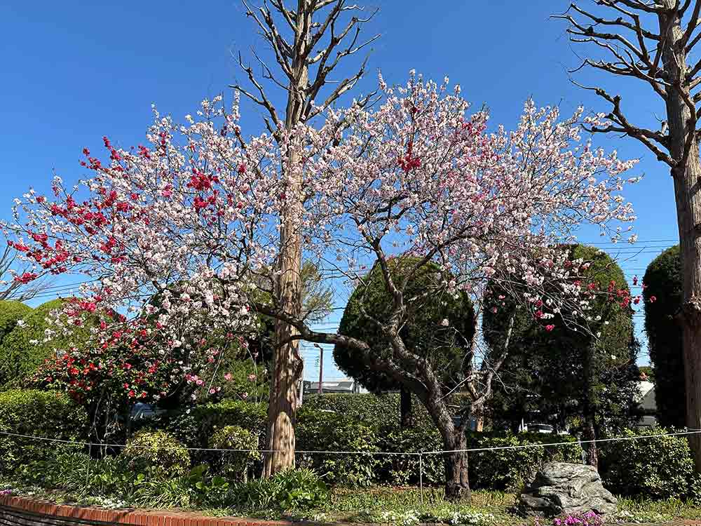 玉川野毛町公園の花