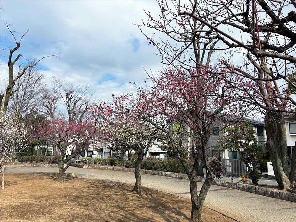 羽木公園の紅梅