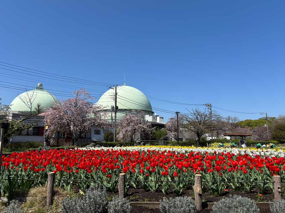 蘆花恒春園の花の丘