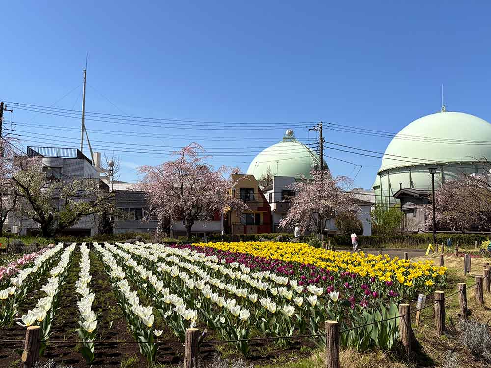 蘆花恒春園の花壇2