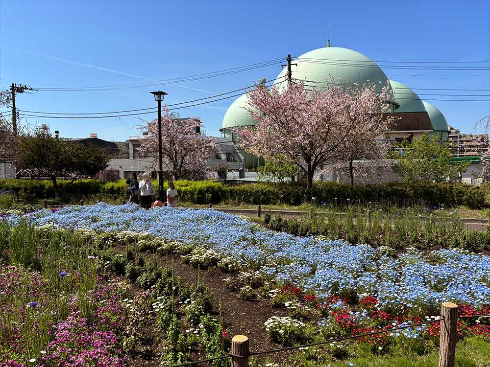 蘆花恒春園の花壇3